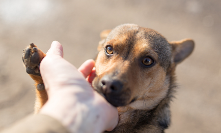 Ehrlichiosis canina