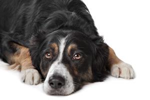 benign prostatic hyperplasia in dogs