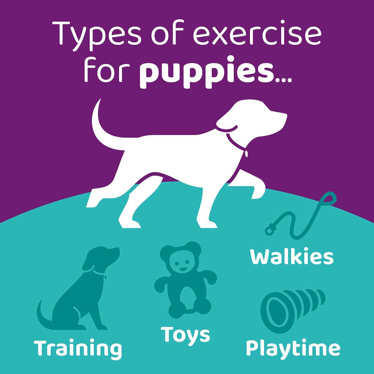 exercise guidelines for puppies