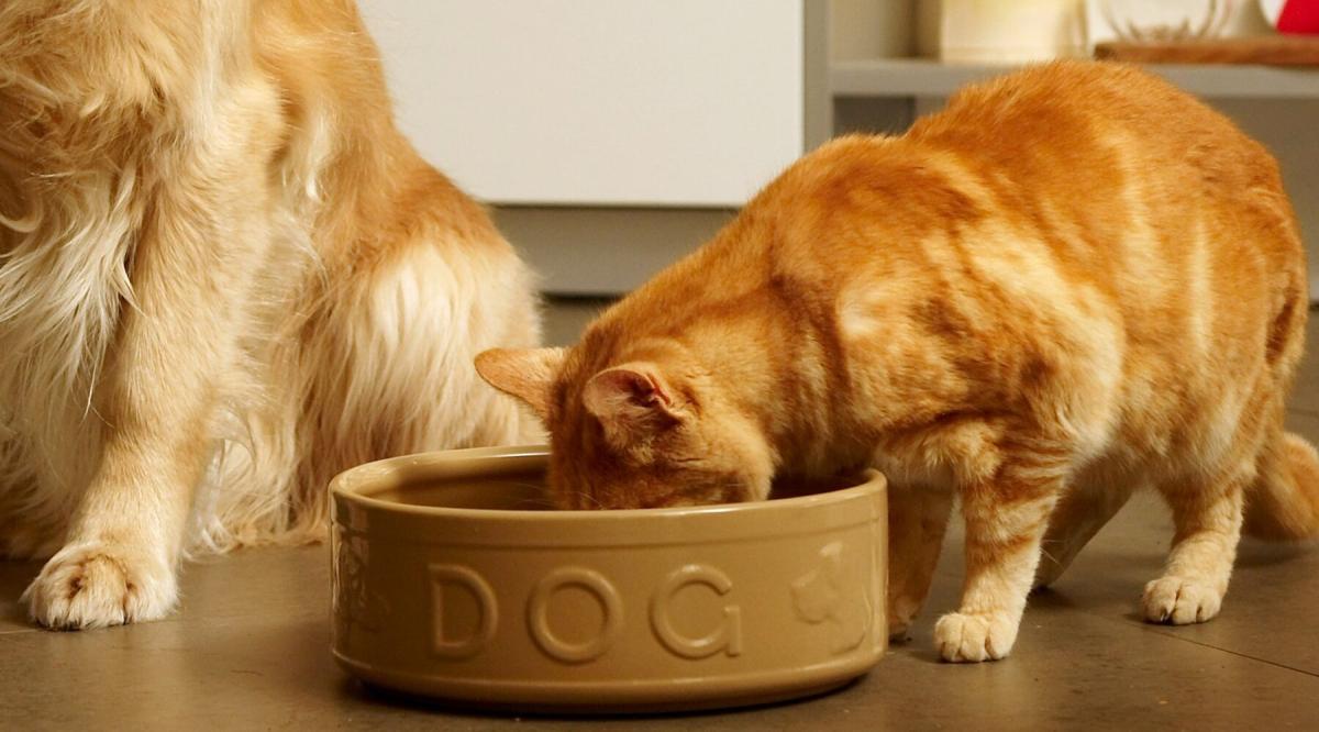 Can Cats Eat Dog Food