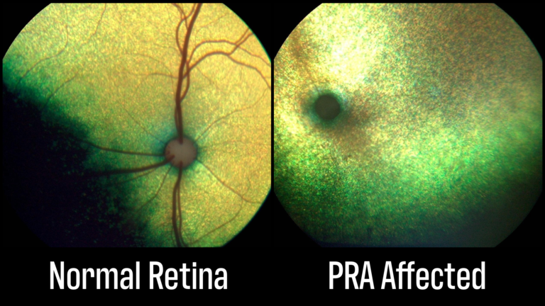 Atrofia progresiva de la retina en perros