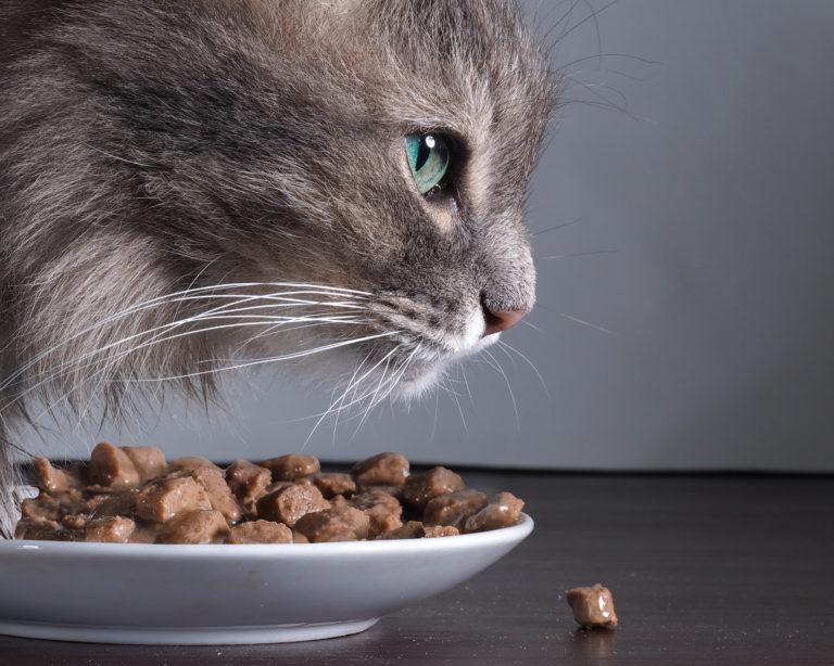 food for cats with sensitive stomachs