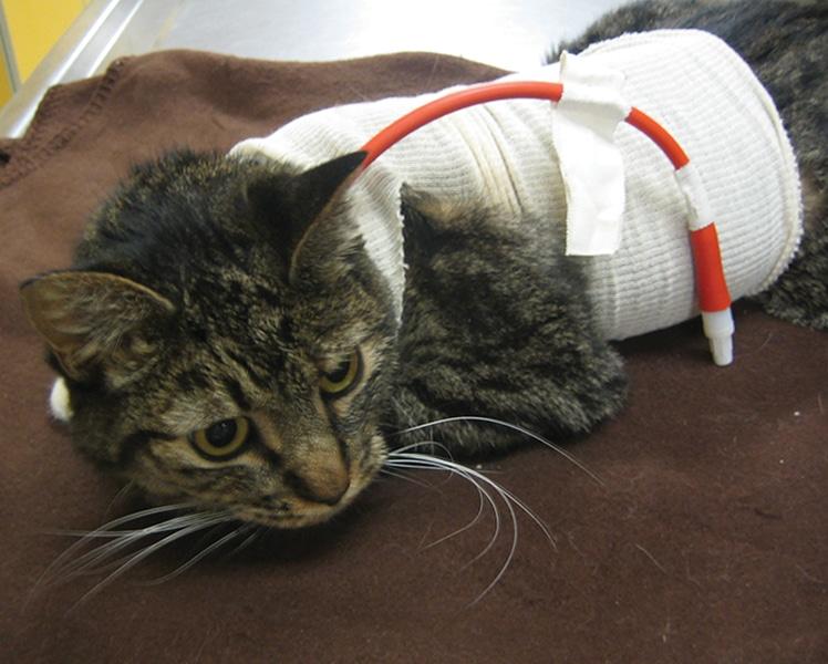 Elevated Bilirubin in Cats