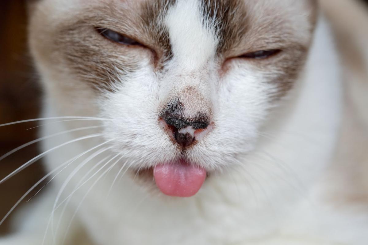 feline saliva mucocele