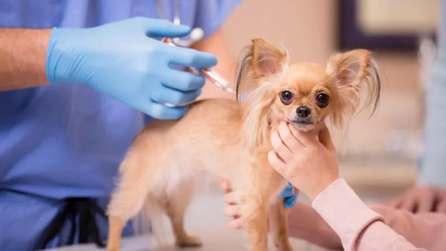 adequan injections for dogs​