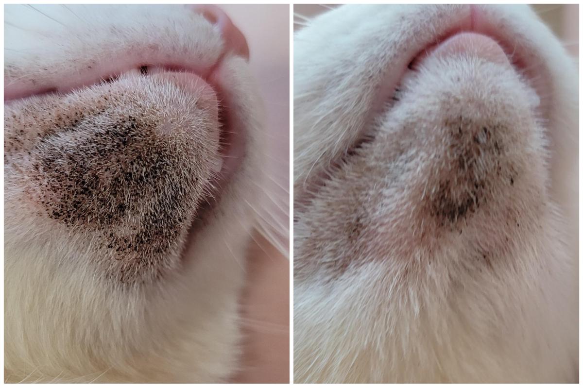 feline acne popping