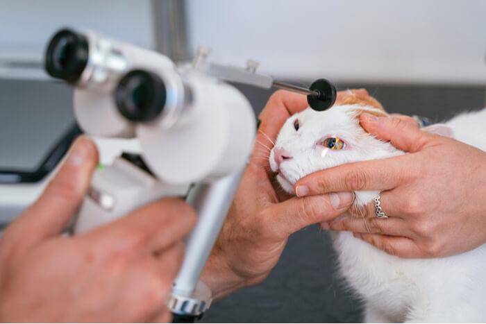 feline progressive retinal atrophy