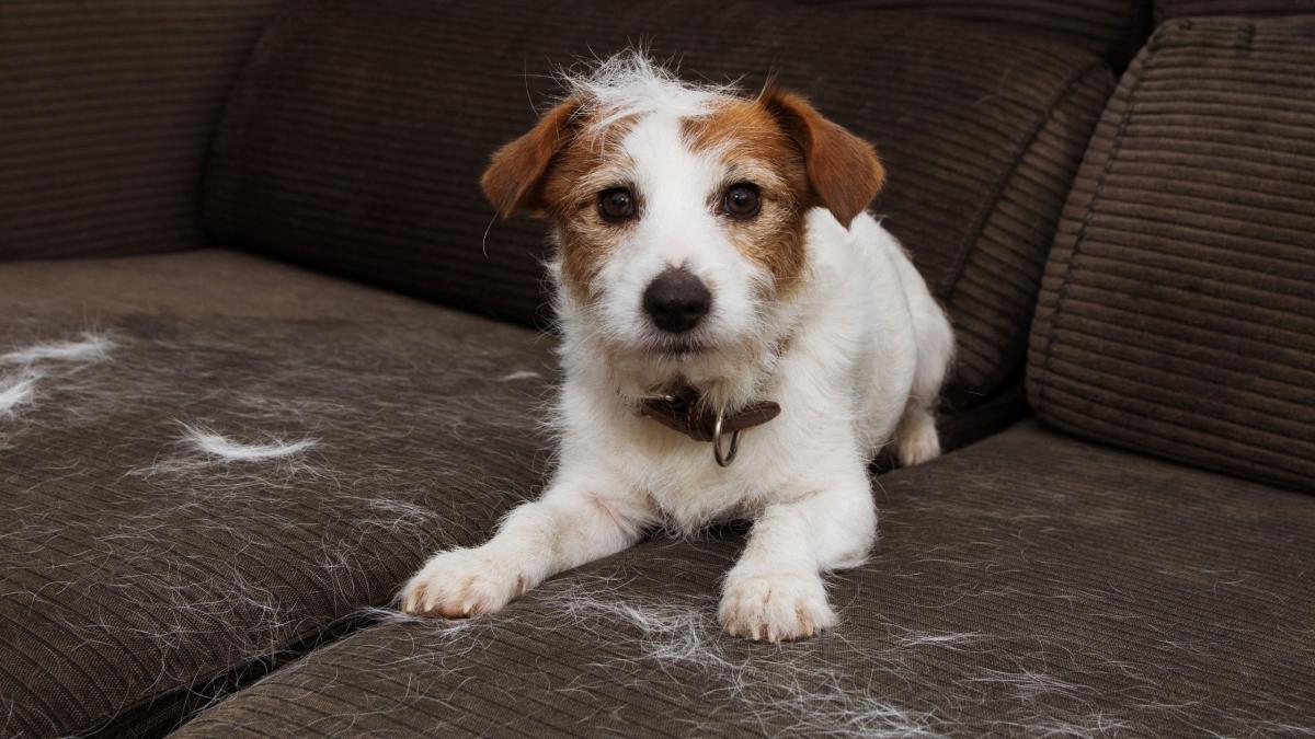 Dogs Hair Falling Out: What to Do