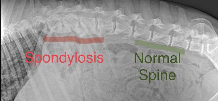 spondylosis in cats