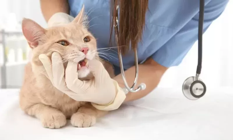 cat tooth extraction