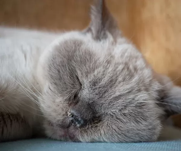 Trastornos cerebrales en gatos