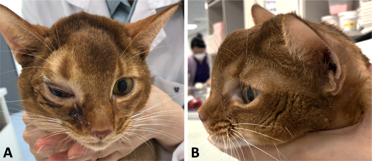 Enfisema subcutâneo felino