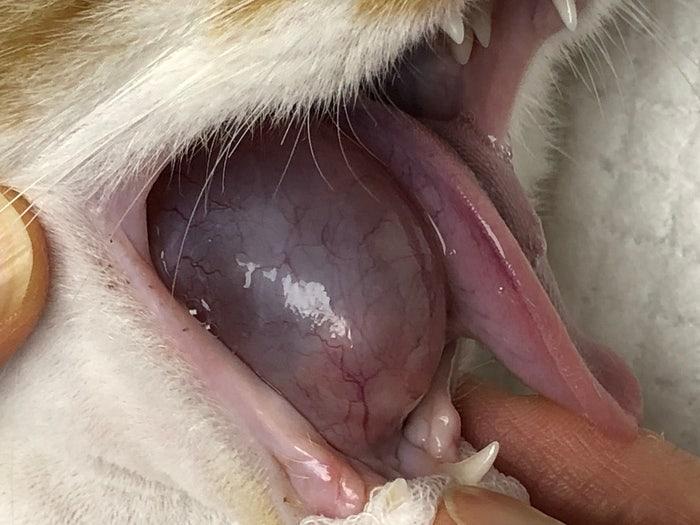 mucocele de saliva felina