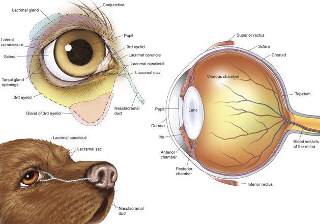 detached retina in dogs