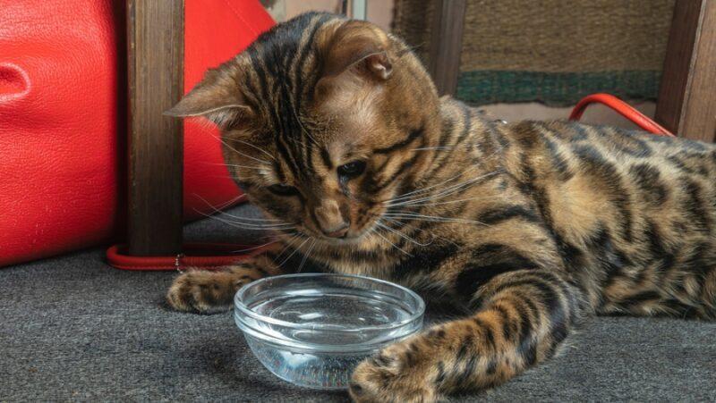 El gato no come, solo bebe agua, duerme en el suelo