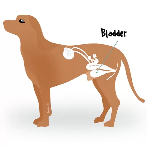 bladder cancer in dogs