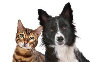 Should I Get A Cat or Dog
