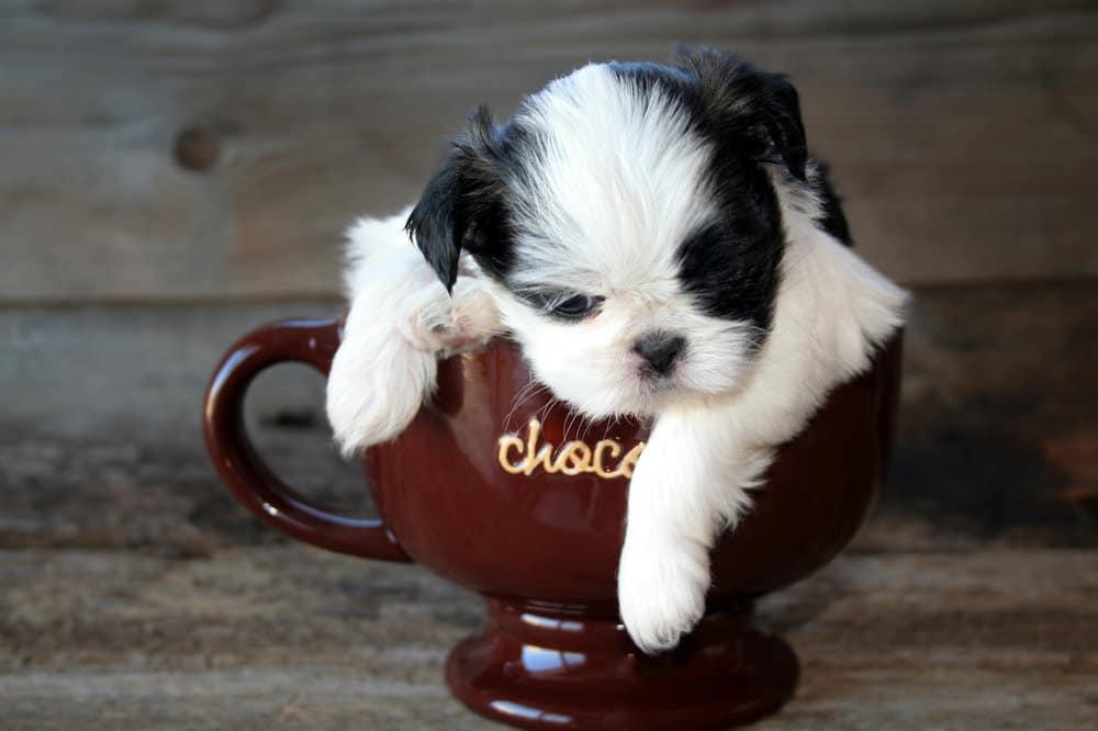 Kinds of Teacup Dogs