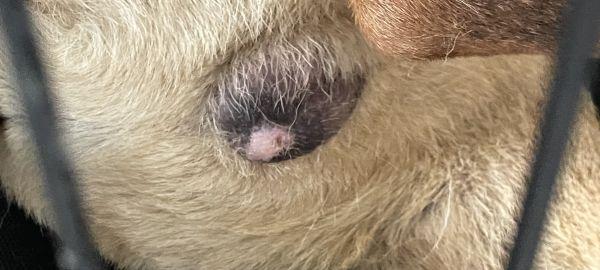 Small Lump in Dog's Testicles