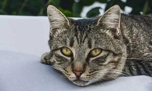 Toxicity in Cats Symptoms