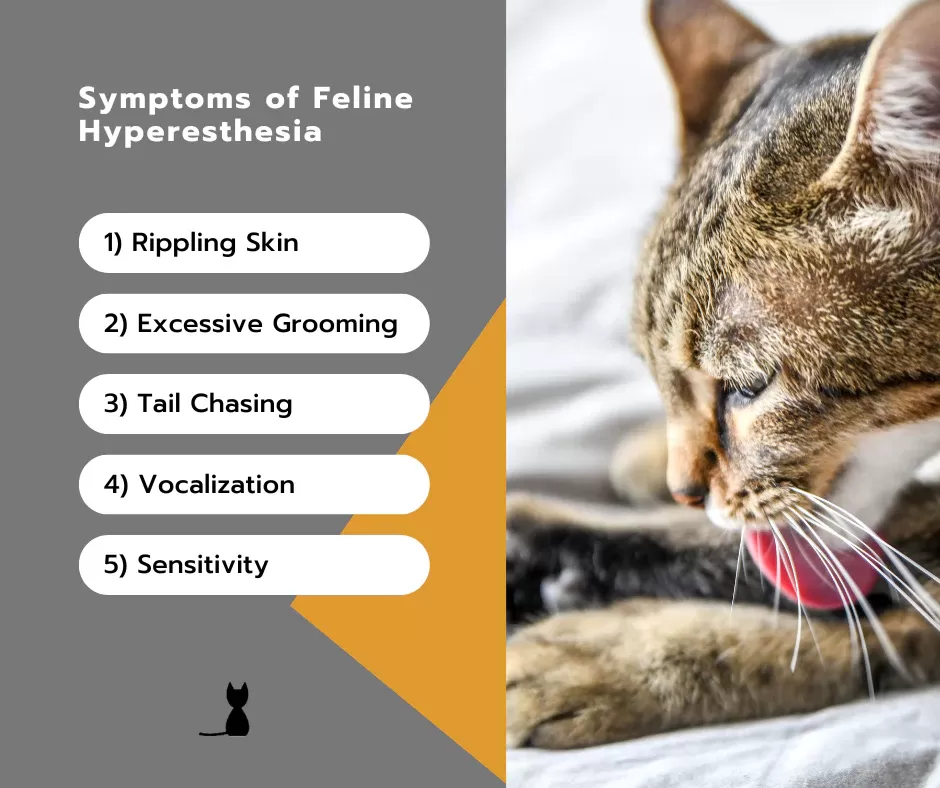 Feline Hyperesthesia Syndrome Symptoms