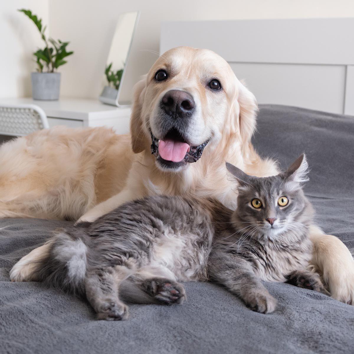 Kann meine Katze meinem Hund Zwingerhusten geben?