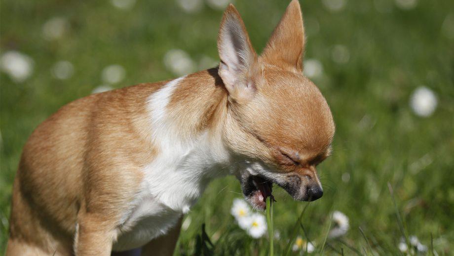 Acid Reflux in Dogs