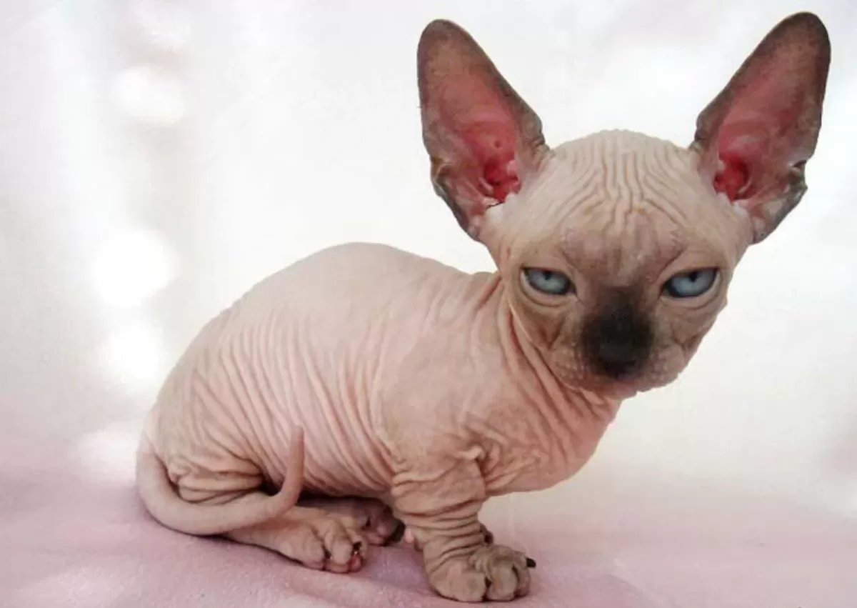 Are Hairless Cats Hypoallergenic