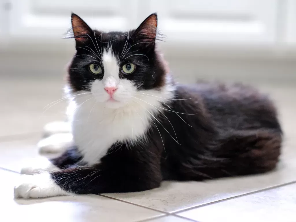 Tuxedo Cat Personality