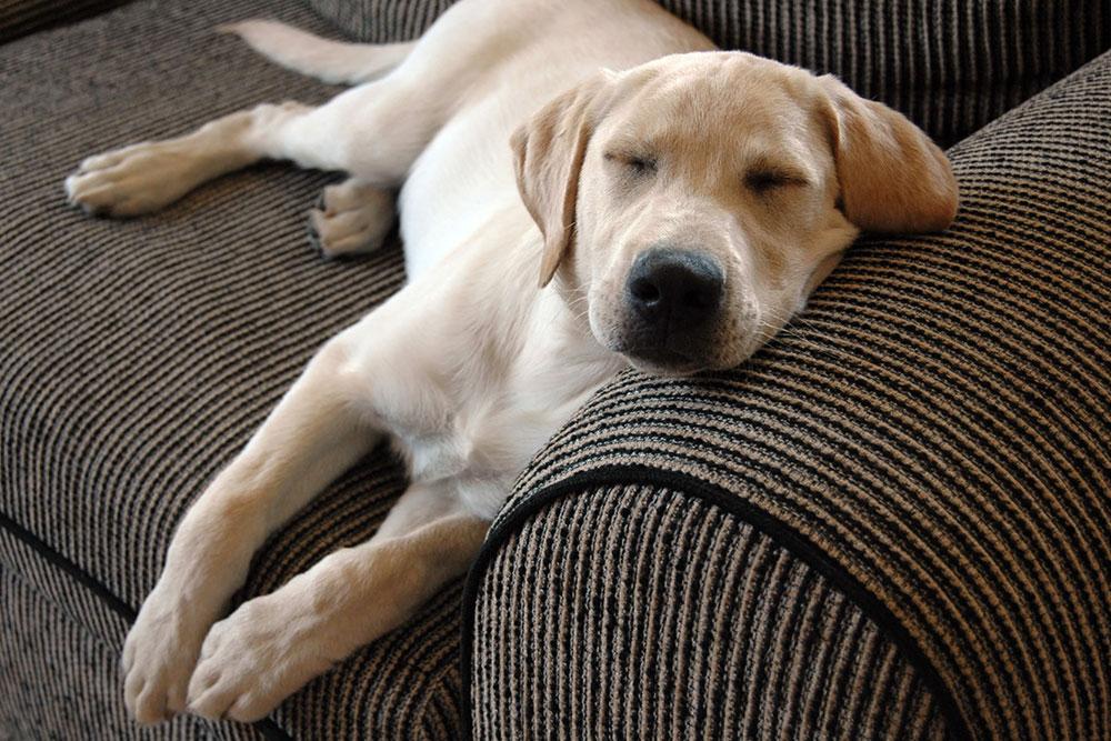 How to Cure Dog's Acute Indigestion At Home