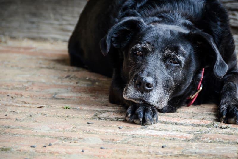 Köpeklerde Plevral Efüzyonun Nedeni