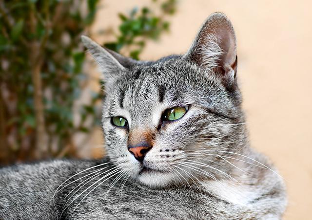 Peritonitis in Cats