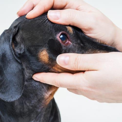 Cura de la conjuntivitis para perros