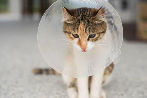 Can Cats Throw Up From Stress
