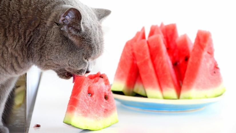 Is Watermelon Safe for Cat