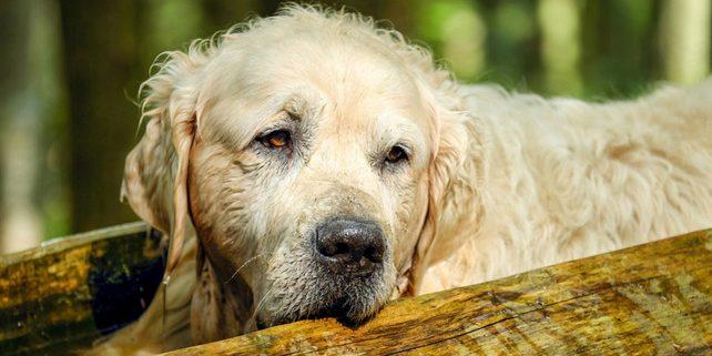 Disfunção cognitiva em cães