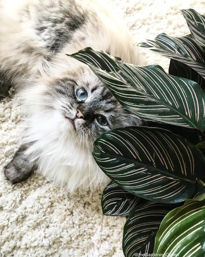 Are Calathea Plants Toxic to Cats