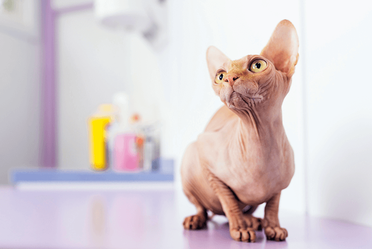 Are Hairless Cats Hypoallergenic