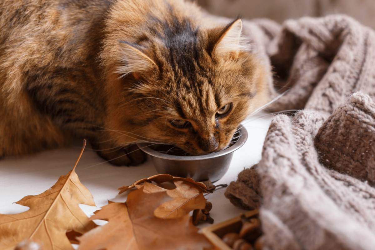 Bone broth for cats with kidney disease best sale