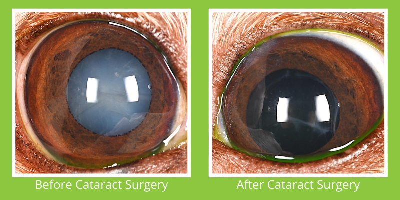 Can Dogs Get Cataract Surgery