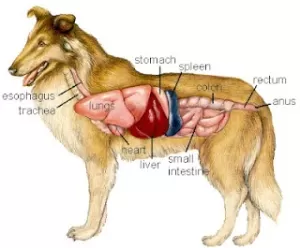 Onde está o coração de um cachorro?