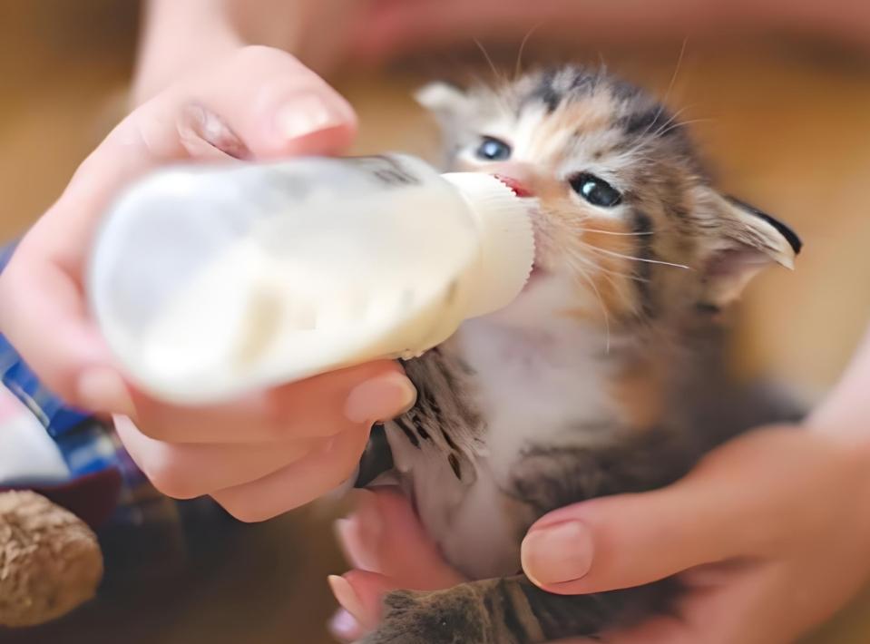 O gato está bebendo leite