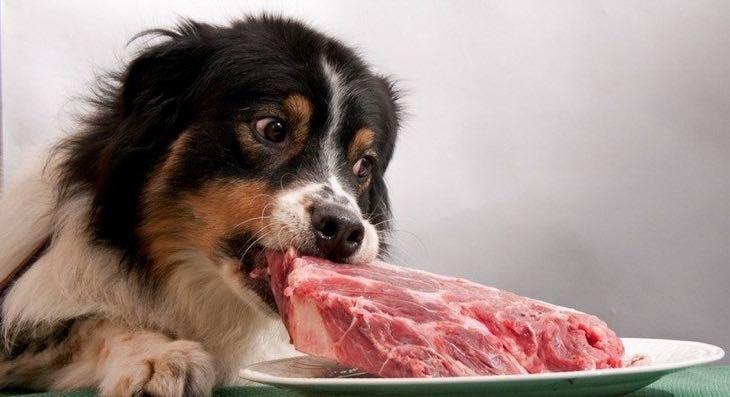 Dogs that eat raw meat best sale