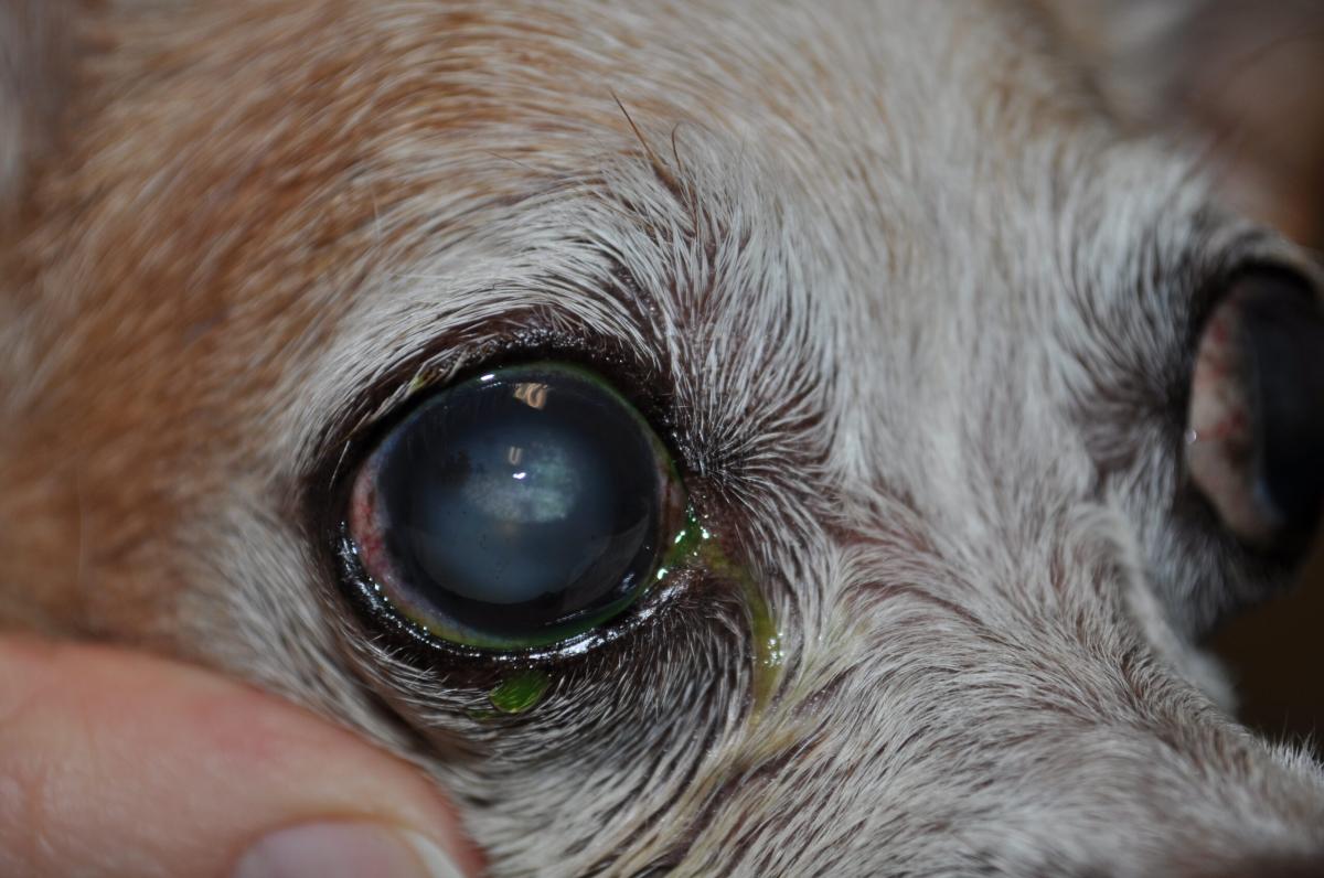 Dog Eye Undurchsichtig