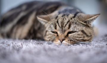 Síntomas del resfriado en gato