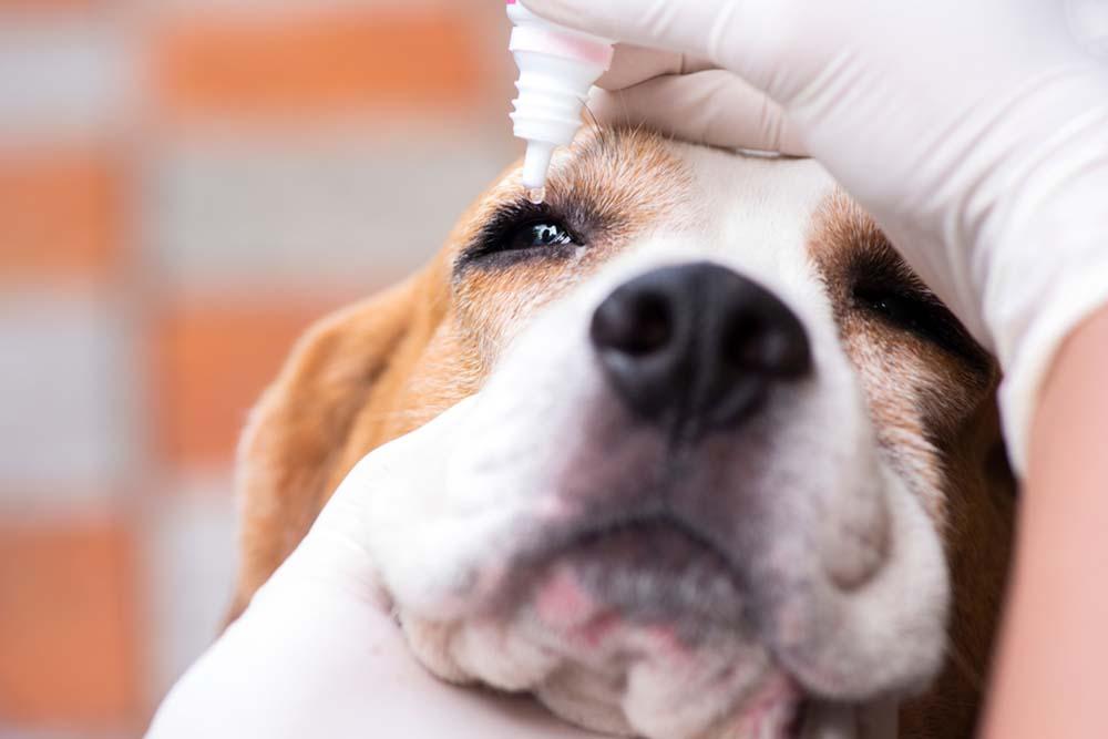 Eye Problems in Older Beagle Mix Dogs