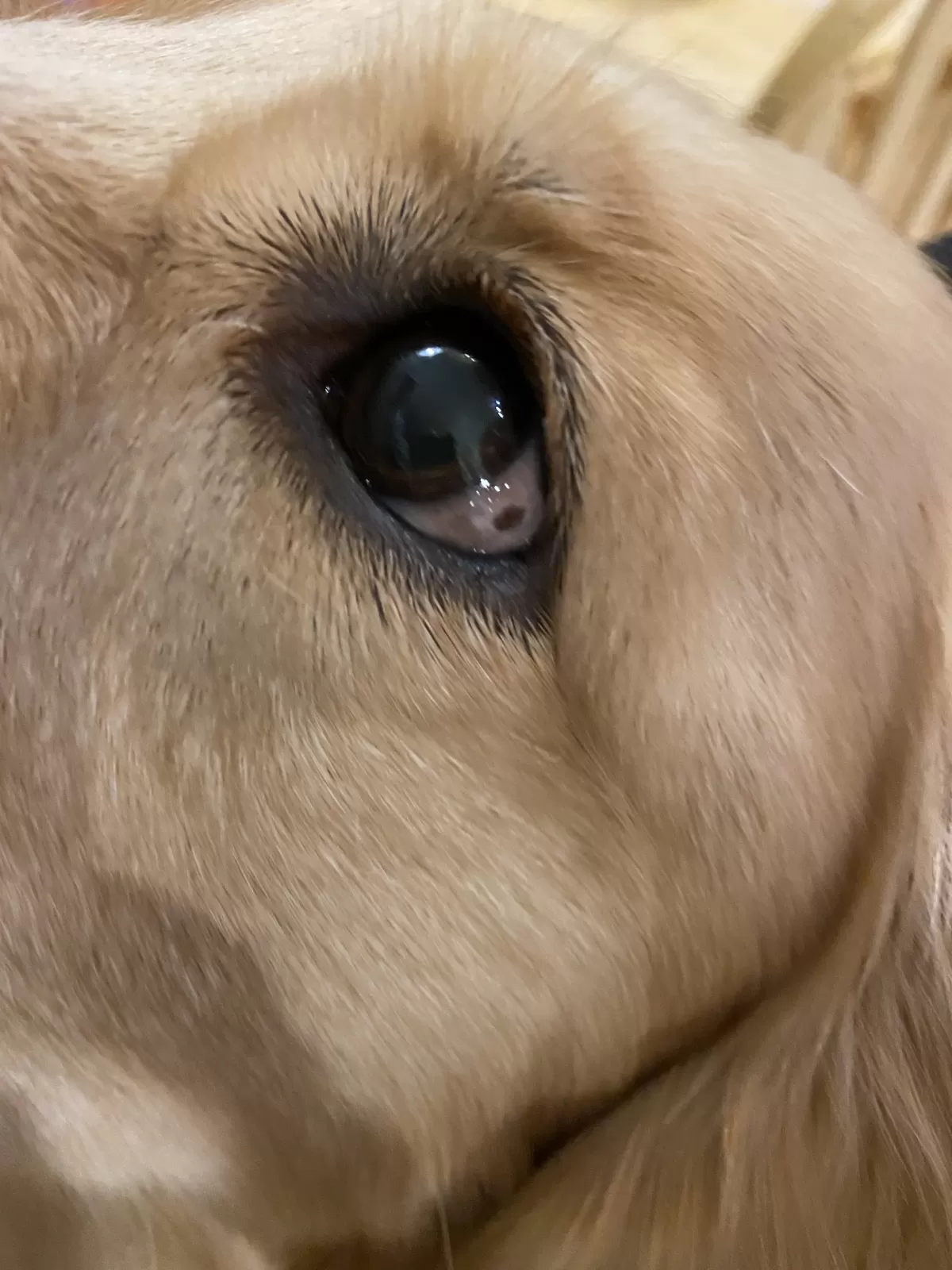 Dark Spot on Dog s Eye