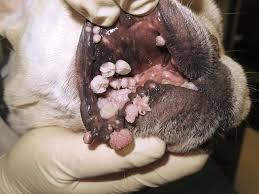 Pap Virus in Dogs