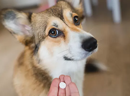 Metoclopramida para perros