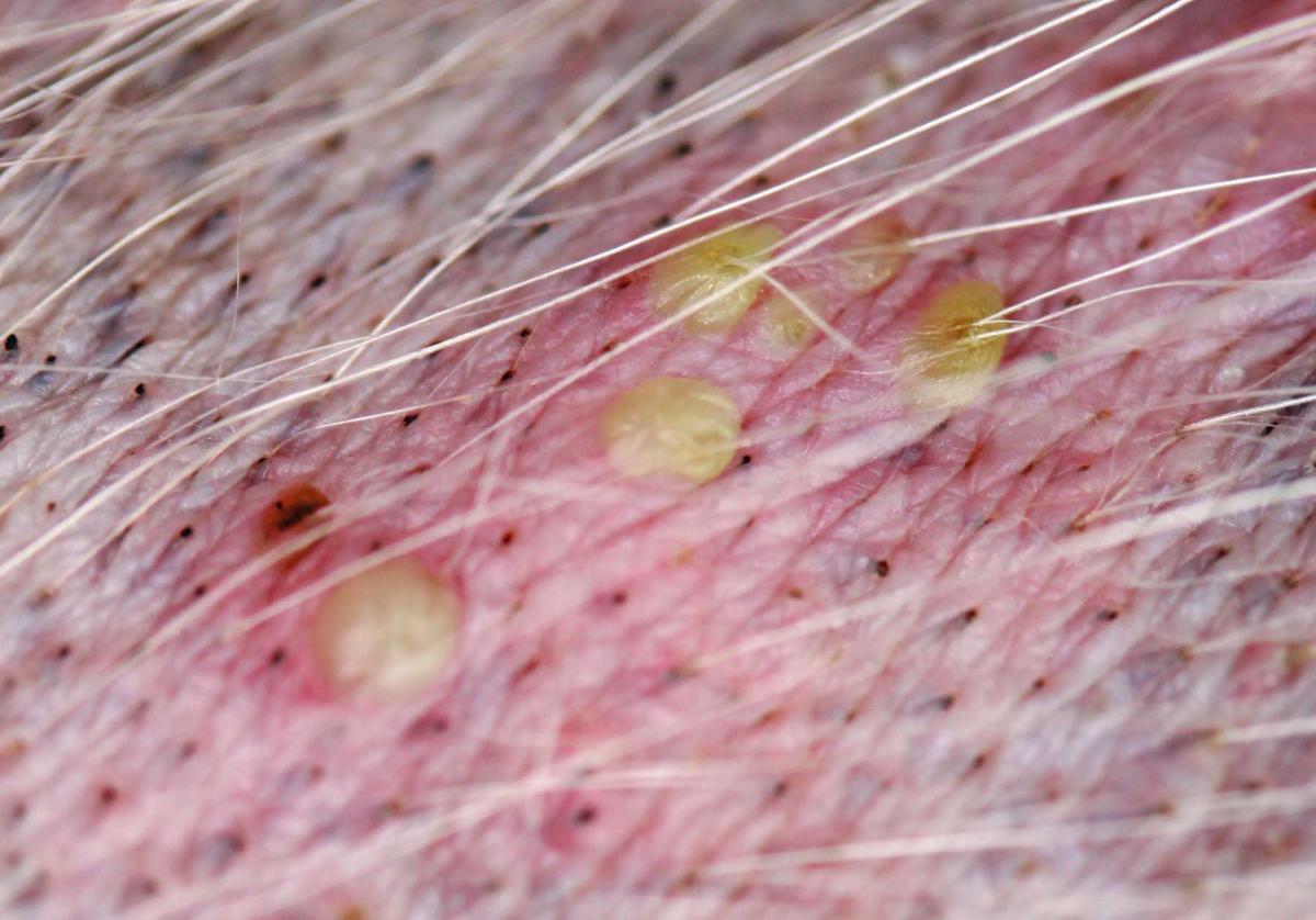 Pustules on Dogs